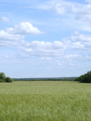 plain landscape 1