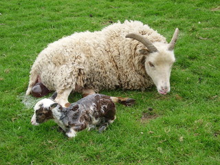 Soay lamb born Easter Day; cord has broken, lamb sits up