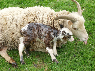 Soay lamb born Easter Day; ewe tries to clean her tongue