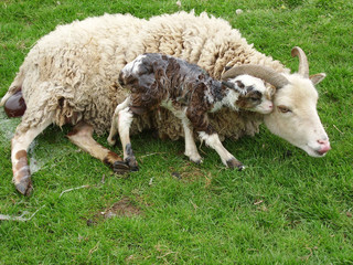 Soay lamb born Easter Day; lamb unsteady, so leans on ewe