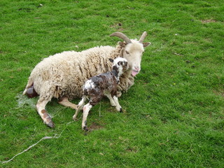 Soay lamb born Easter Day; on standing, lamb nuzzles ewe