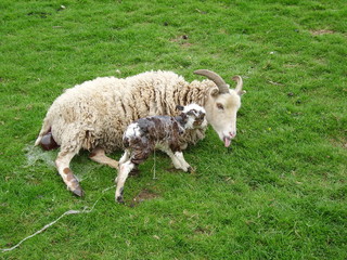 Soay lamb born Easter Day; lamb stands for first time