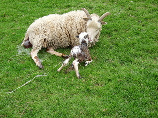 Soay lamb born Easter Day; lamb tries to stand