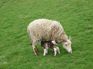 Soay lamb born Easter Day; lamb takes its first drink