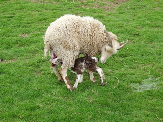 Soay lamb born Easter Day; lamb searches for teat