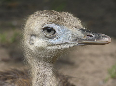 Baby Ostrich