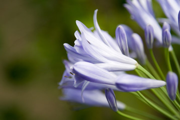 Peaceful Purple Flower