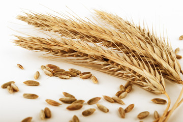 rye ears and grains