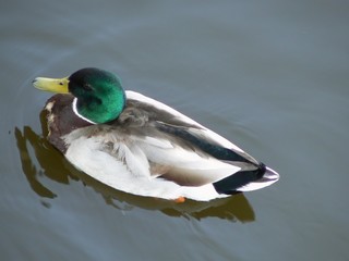 Duck on the river