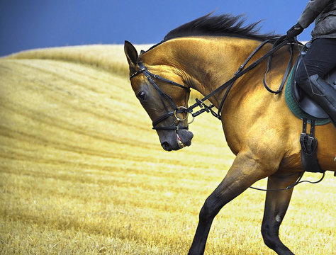 Fields of gold