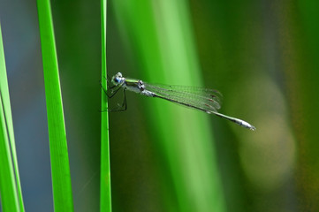 Herbstmosaikjungfer II