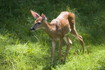 fawn versus bee