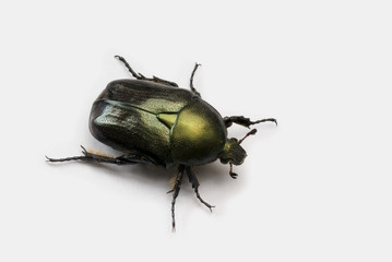 Scarab Beetle