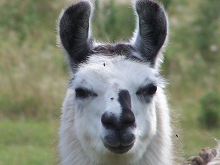 Llama looking at you