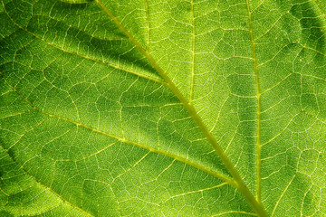 Obraz premium Leaf Structure