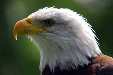 Bald eagle