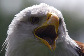 Bald eagle