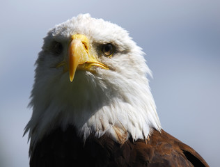 Bald eagle