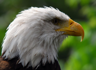 Fototapeta premium Bald eagle