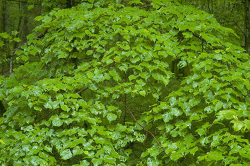 Obraz premium Strange lyme tree