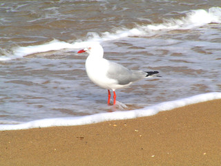 seagull on the beach