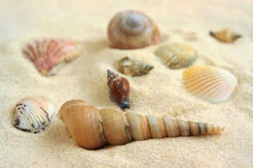 Fototapeta na wymiar Muszle na jasnym piasku
