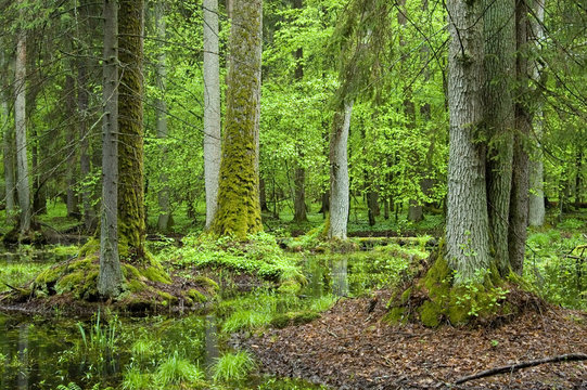 Old natural forest