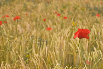 Poppies and corn