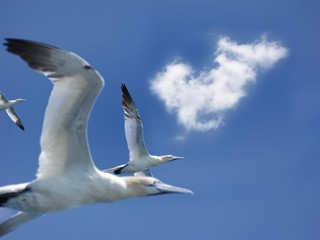 vol d'oiseaux dans le ciel