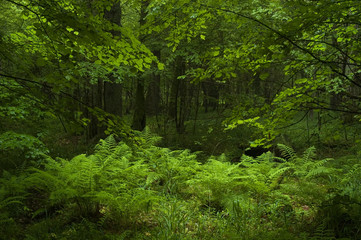 Group of fern inside dark deciduous forest
