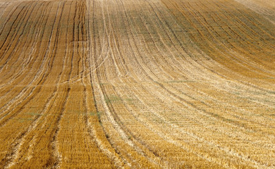 cornfield