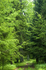 Obraz premium Forest road laeding into the old forest