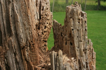 morsches Holz