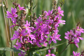 schmalblättriges weidenröschen