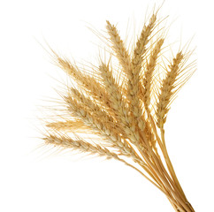 Wheat ears