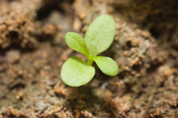 Single green plant sprout