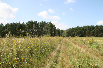 Fototapeta premium Spaziergang durch sommerliche Wiese