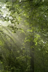 Fotobehang Sun rays shine through branches and green leaves © Aleksander Bolbot