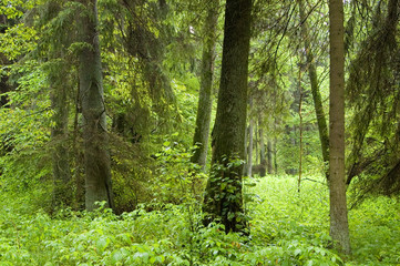 Old natural mixed forest