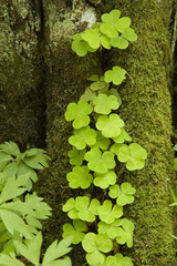 Young sorrel and mossy tree trunk in background