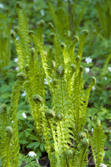 Bunch of young ferns