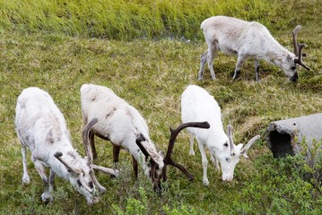 reindeer near North Cape, Norway