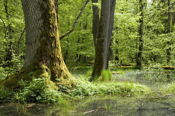 Oak mossy tree and water