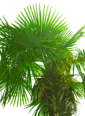 trunk and leaves of palm tree