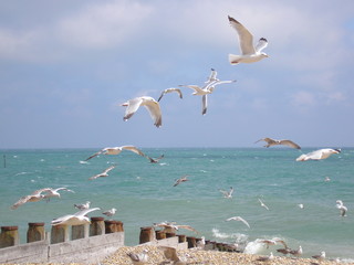 Fototapeta na wymiar flying seagulls on the beach