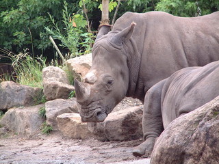 Obraz premium Nashorn