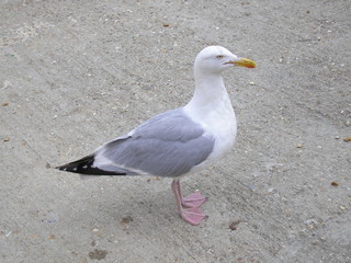 seagull on the grey background