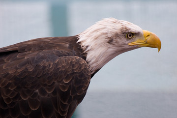 aigle_vautour9