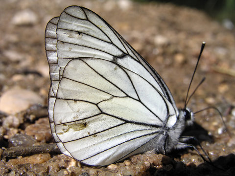mariposa
