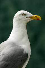 goéland mouette2